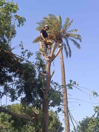 تقطيع الأشجار والنخيل في بغداد كرخ ورصافه للاتصال 07765311716 07823250...