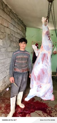 غدا ان شاءالله مستعدين لذبح كافة الاضاحي  فصال وتگطيع شلون تريد تأمر أ...