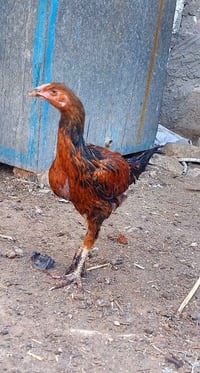 فراريج عرب للبيع اربعه فراريج وثنين ديوجه بيع شلع المكان بغداد جسر ديا...