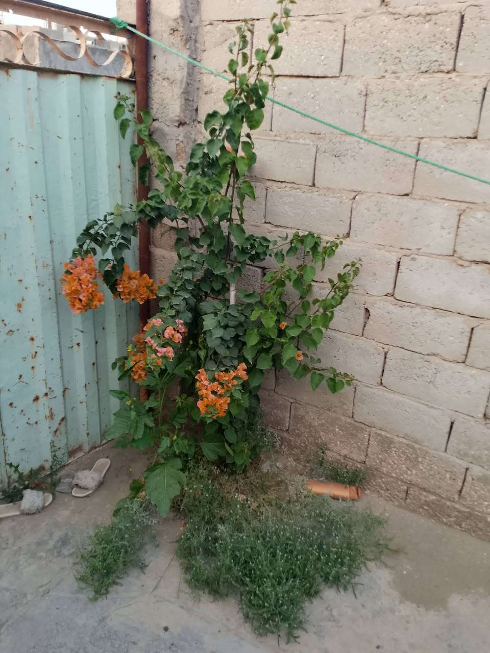 سلام عليكم بيت تجاوز للبيع بيت كلش حلوه تضيف 
مقابيل فلكت نجاح قرفه مطبخ صاله صحيات بيت جاهز ومرتب
بيت جاهز من كل شيء كهرباء ماي خط وطني خط مولد خط انترنت 
التفاصيل بالمقطع الفيديو الشراي بخير وتدلل سعره مناسب البيت مليونين 200 بي مجال شراي بخير ودلل 
الاستفسار اكثر واتساب ☎️
‏‪***********‬‏📞
‏‪***********‬‏📞
