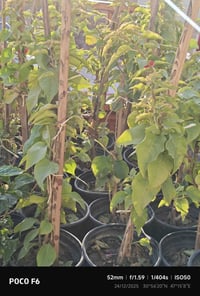 جهنمي متسلق • قزمي • توصيل داخل القضاء