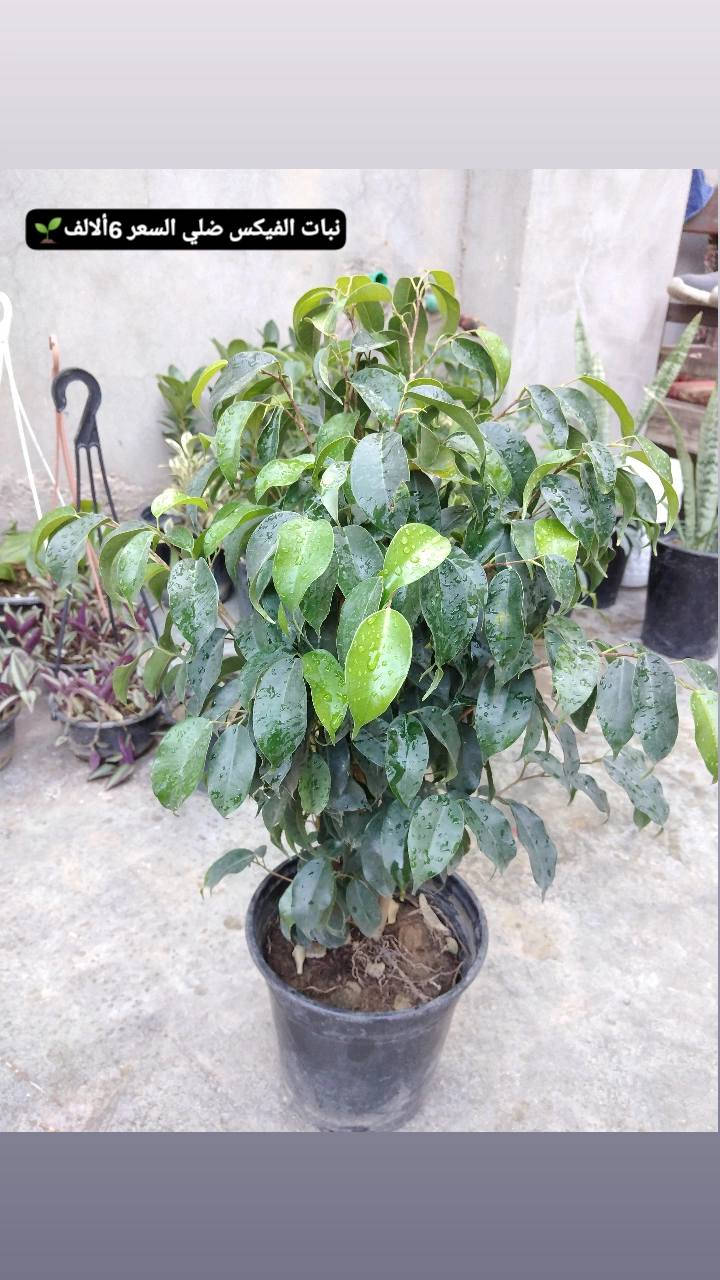 وصلوو وجبه جديده ورد ضلي 🪴
🌿 بيع ورد طبيعي ومنعش
🚚 توصيل مجاني داخل هبهب
📍 أقرب نقطة دالة: قرب مدخل المجمعات
📩 للطلب مراسلتنا خاص


**إذا كنت صاحب هذا الإعلان وتريد حذفه لأي سبب، رجاءا أرسل رسالة إلى الدعم الفني**