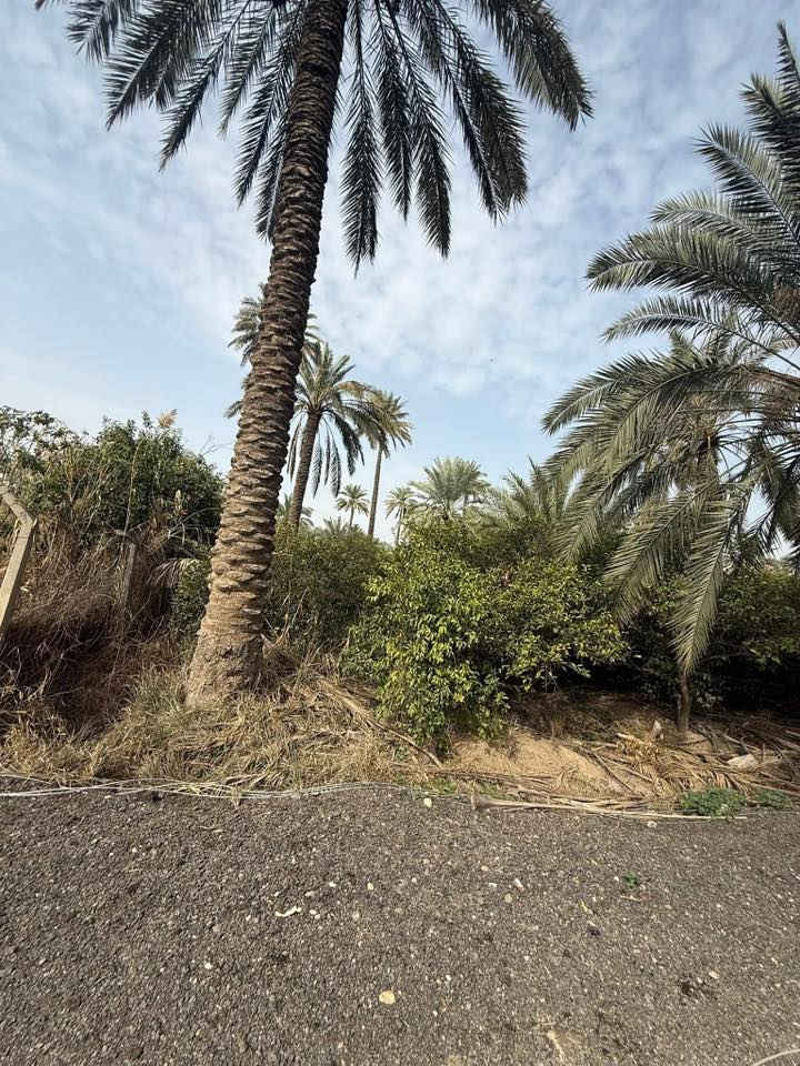 يا الله السلام عليكم دونمين طابو زراعي سند 25 للبيع العنوان المدائن سلمان باك منطقة الجعارة سعر الدونم 250 الاستفسار  *********** ***********
