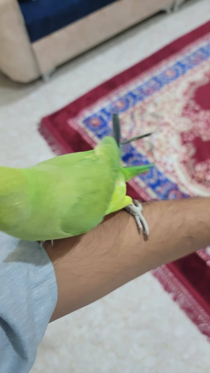 السلام عليكم
دره هندي اليف للبيع العمر تقريبآ 7 اشهر 
بداية كلام جاي يحجي بس ما مفهوم بعده 

اليف طينه. عنواني بصرة زبير السعر 200
***********
