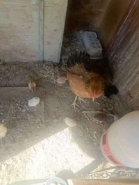 دجاج عربي • ١٠ كتكوت • سبع البور