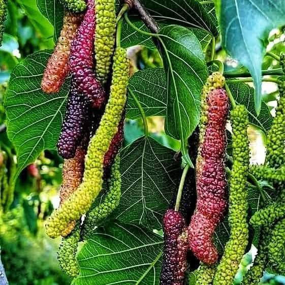 ننتظركم غدآ في مشتل الظلال  بعروض خاصه وحصريه لمتابعينا وزبائن مشتل الظلال جمله ومفرد بأسعار مناسبة جدآ
برتقال ابو صره
ليمون 
يوسفي اجنبي
سندي 
تكي هندي وكندي
فواكه مشمش كوجه تفاح عرموط زعرور نبك تفاحي تين عبيد السعودي الاصلي تين عقره خوخ كعب الغزال كرز وجميع انواع اشجار الفاكه والزينه والورود تجدونها في مشتل الظلال للاستفسار ***********
العنوان الحود الشارع العام مقابيل الحود مول قرب مفرق الزاوية 
ملاحظة جميع الاشجار مضمونه الصنف والنوع
