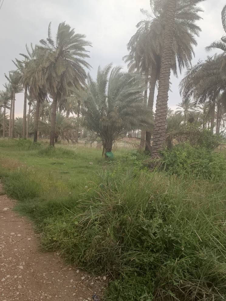نصف دونم للبيع
 ملك 25
العنوان المدائن
مقابل الفرقة الاتحادية
ثالث دونم عن الشارع العام
الواجهه 51 ونصف النزال 24 ونصف
الخدمات
ماء اسالة+كهرباء+ماء سقي
للاستفسار عن السعر الاتصال على الرقم *********** بغداد, العراق
