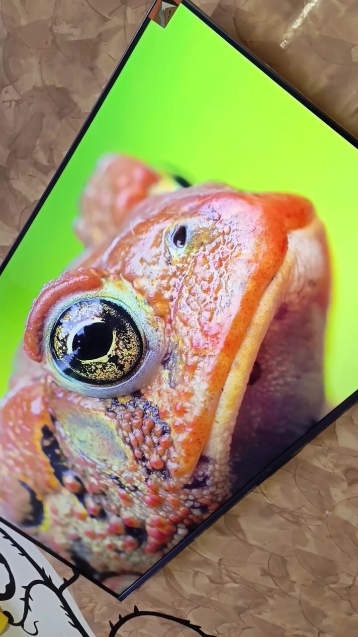 الحجم: 55 بوصة.***********
دقة العرض: 4K UHD (3840 × 2160).
نوع الشاشة: QD-Mini LED مع تقنية QLED.
معدل التحديث: 144Hz أصلي، مع دعم VRR حتى 240Hz للألعاب.
المعالج: AiPQ Pro لتحسين الصورة والذكاء الاصطناعي.
تقنيات HDR: Dolby Vision IQ، HDR10+، وHLG.
الصوت: نظام ONKYO 2.1 بقوة 40 واط (2×10W + 20W Subwoofer).
تقنيات الصوت: Dolby Atmos وDTS Virtual:X.
النظام: Google TV مع متجر Google Play، ومساعد Google، وChromecast مدمج.
المنافذ: 4 منافذ HDMI (منها HDMI 2.1 مع eARC)، ومنفذا USB، وWi-Fi، وBluetooth 5.4.
مميزات الألعاب: Game Master، وALLM، وAMD FreeSync Premium، ودعم 4K@144Hz.
التصميم: إطار نحيف جدًا (Ultra Slim Desigمشاهدة الأفلام بجودة عالية.
ألعاب PS5 وXbox Series X.
ألوان قوية وتباين ممتاز بفضل تقنية Mini LED
