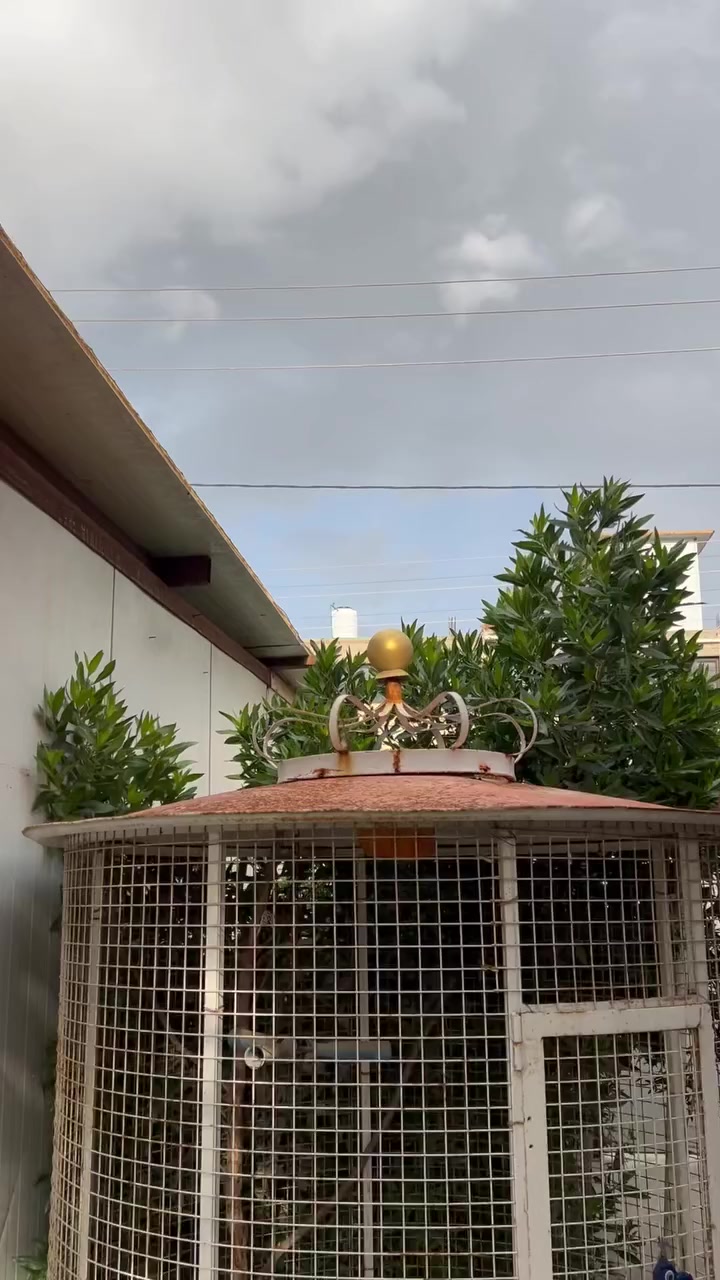 السلام عليكم/ متاح قفص حديد طابقين شغل درجة أولى حديد ثقيل 
ابعادة// متر ونص * متر ونص * متر ونص 
              ارتفاع        عرض.         طول 
                         ((بكل طابق )) 
سهل التحريك يحتوي على ٤ ارجع وتايرات 
يحتاجله صبغ فقط 
والطابق الجوه مابي ارضيه تكدر تكص التايرات وتنزله عل ارض 
الـسـعـر ٢٠٠ ألف   هـ ***********
مكاني بابل قضاء المسيب وتوصيل ماعندي
