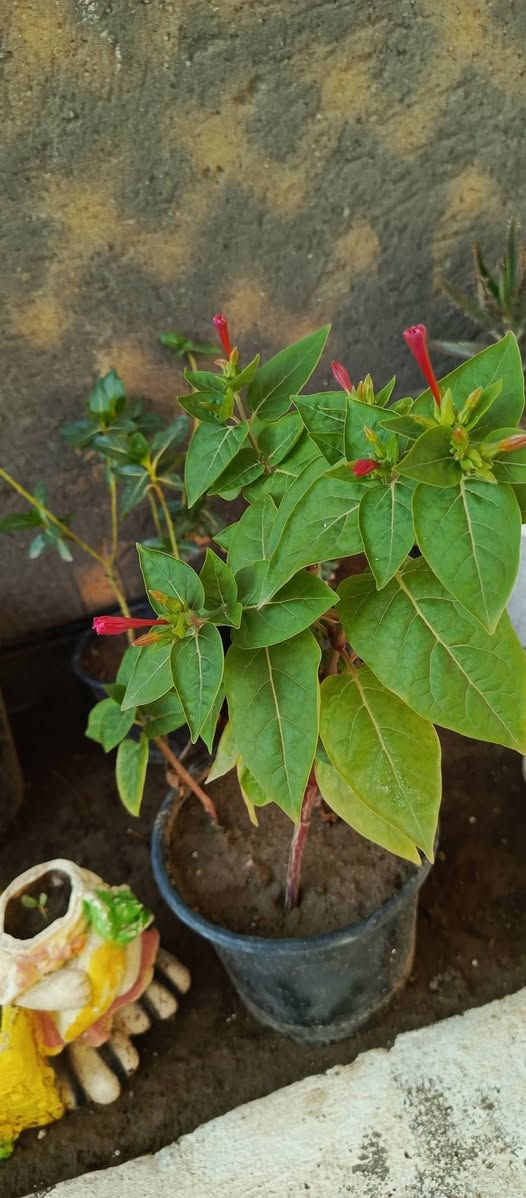 نباتات للبيع


**إذا كنت صاحب هذا الإعلان وتريد حذفه لأي سبب، رجاءا أرسل رسالة إلى الدعم الفني**