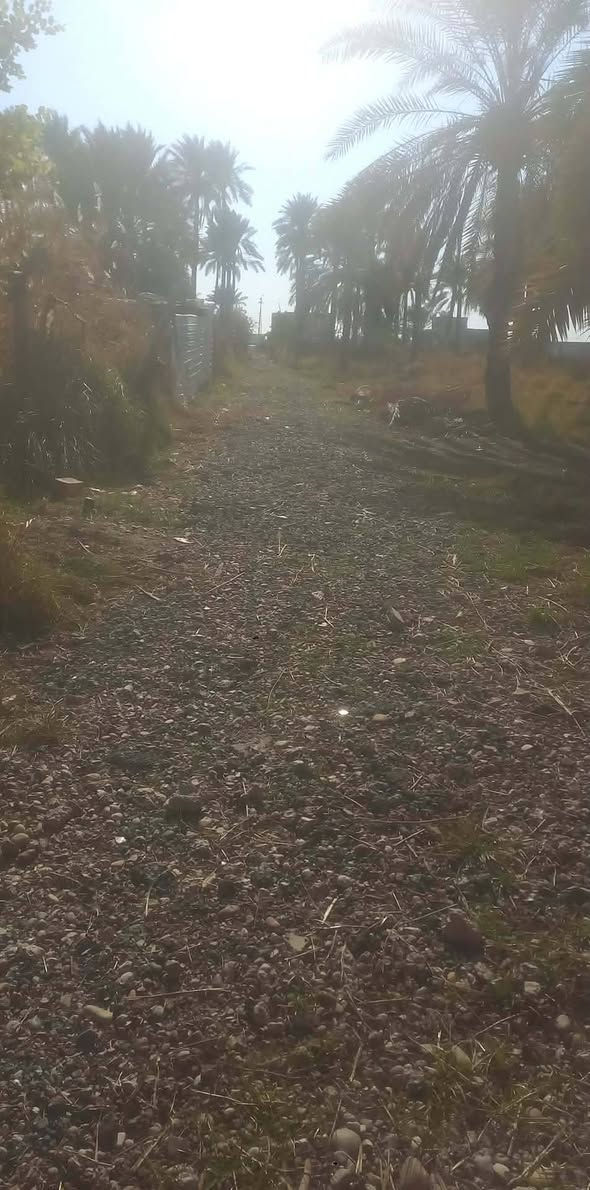 سلام عليكم (توجد) ارض للبيع (دونم ونص) في منطقة التويثه قرب سيطرة القاضي الوجه ٤٤والنزال ٨٢ متوفر كهرباء ماء أسأله مع كرفون كبير غرفة ومطبخ وصحيات وشارع خاص الها فقط ومسياجه بل كامل  ***********        ***********
