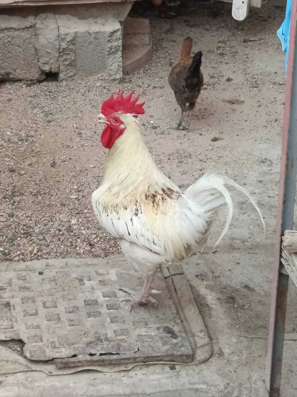 متاح ديج عرب أصلي شراسه فول


**إذا كنت صاحب هذا الإعلان وتريد حذفه لأي سبب، رجاءا أرسل رسالة إلى الدعم الفني**