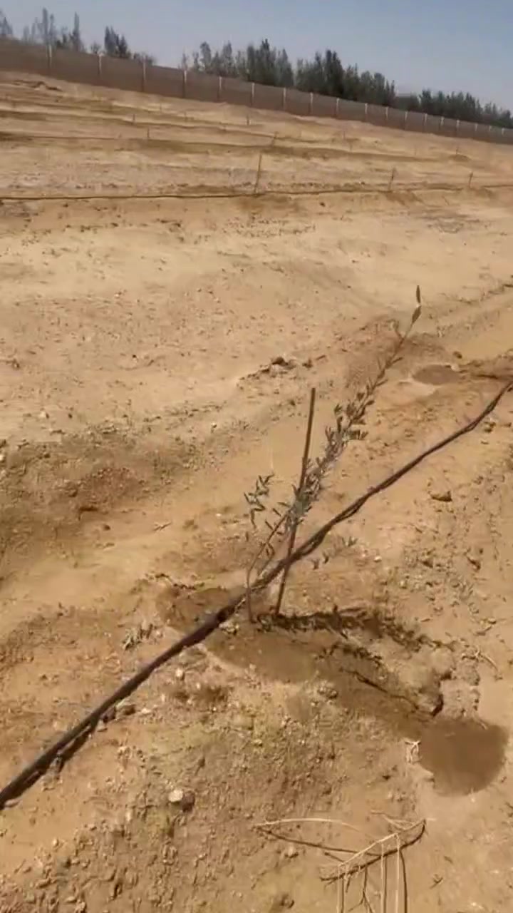 ٢٠ فدان للبيع من اصل ٧٠
ملف تقنين واقف على الدفع العدالة تبعد عن الدولي ٢٠ ك الاسفلت واصل لراس الارض محاطة بالجيران من الاربع جهات ملوحة ١٢٠٠ مزروعة زيتون عمر ٤ شهور 
طاقة ٨٠  رقم الوتس 01212494466 رقم الاستفسار 01030808183


**إذا كنت صاحب هذا الإعلان وتريد حذفه لأي سبب، رجاءا أرسل رسالة إلى الدعم الفني**