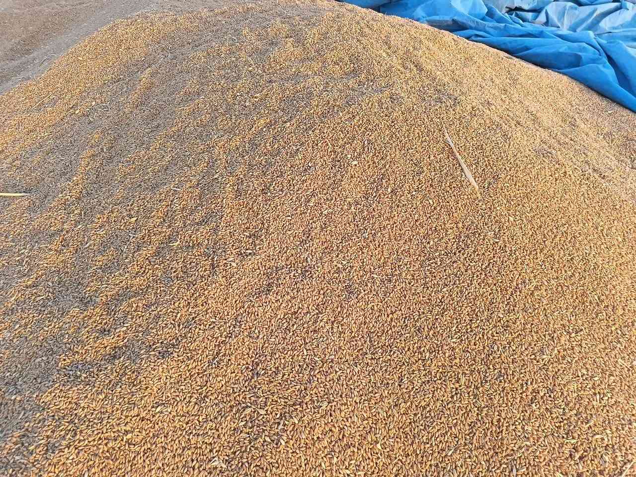 السلام عليكم
يوجد حنطة ( إيطاليا ). انتلو. بنت المغلفة
درجة اولى ......المكان تكريت.....
للاستفسار يرجى التواصل مع الرقم ***********
