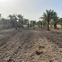 بستان للبيع • ارض زراعية الفضلیة • مزرعة للبيع • ارض مسيجة • ارض فيها ...
