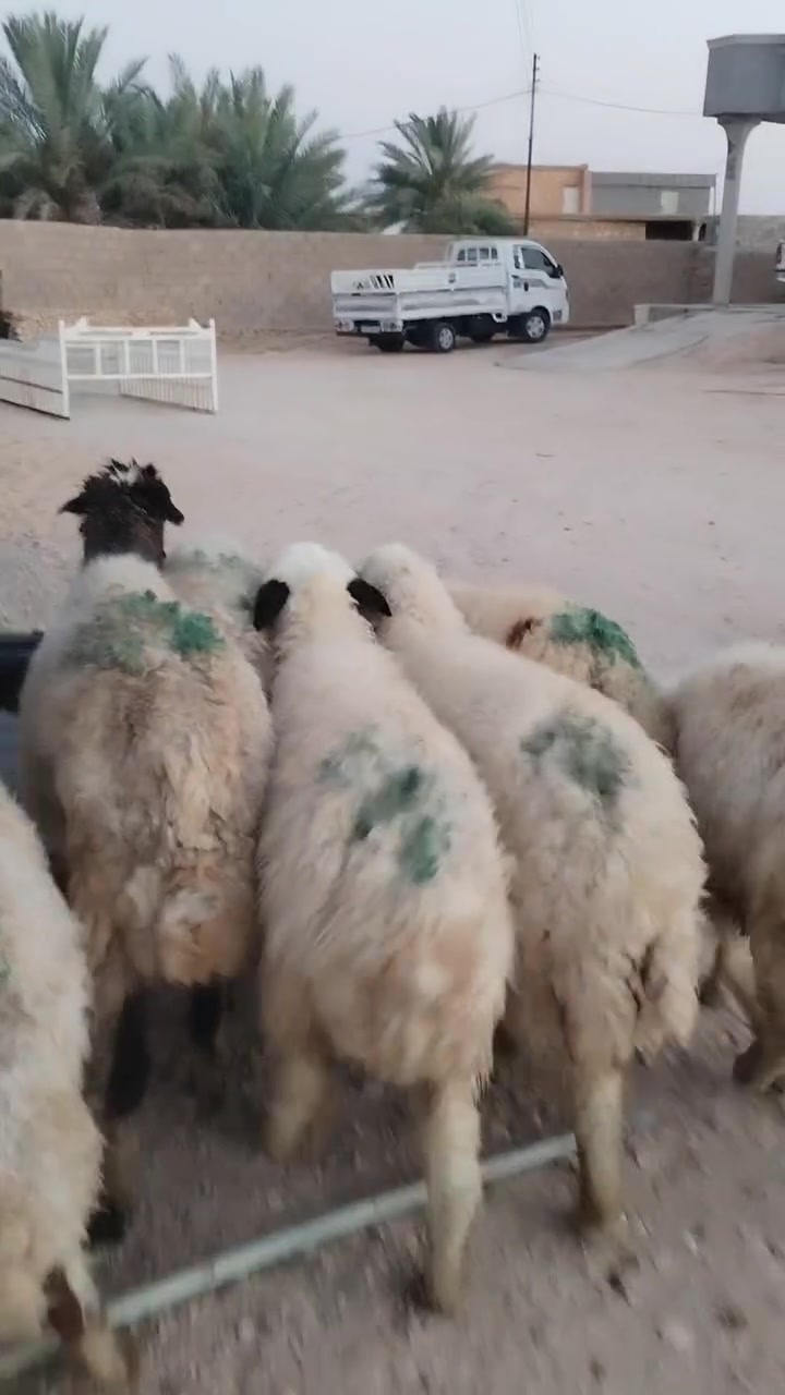 7ثنايه مال مجنوي سن وشطر ونصاح سعر زوج 740 اي استفساراتصل علا رقم *********** مكانه حديثه الخفاجيه

