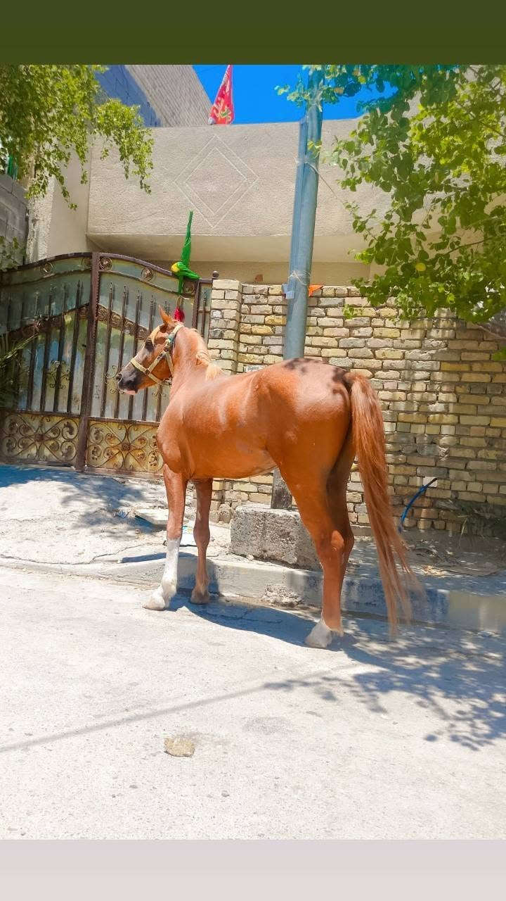 فلو عربي اصيل عمره سنتين مكاني بغداد بسعر مناسب ***********

