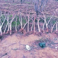 شتلات تين • ١٧٥-٢٠٠سم • تين اصفر عسلي