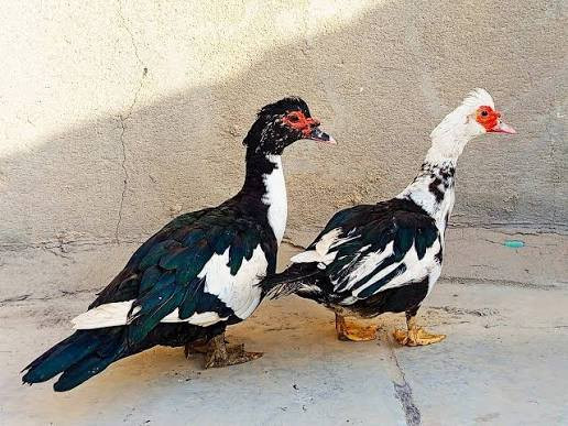 بيض بش مصري العدد 24 السعر 4 بالف ملقح شرط مدة الخزن  اقل 10 ايام مكاني سوق الشيوخ الحكيكة 
***********
