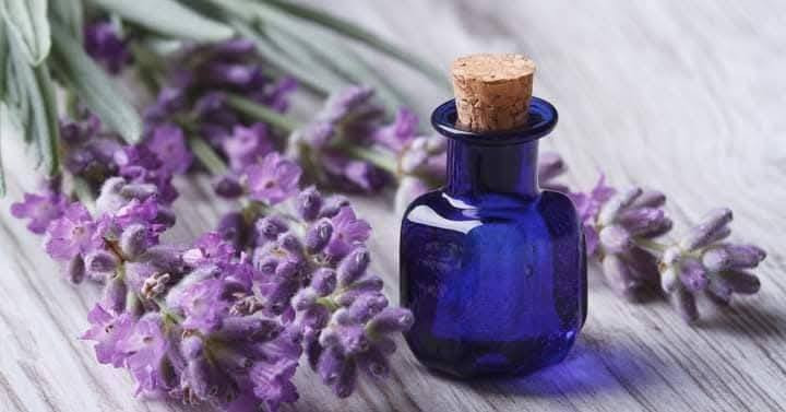 وصلتنا جديد ... نبات ( اللافندر الخزامي ) 
هو نبات عطري رائع جدآ   يكثر في مناطق البحر المتوسط والجبال والوديان  .
هو نبات دائمي معمر . له الكثير من الفوائد الطبية 
غني عن التعريف . نادر جدا  ... 
طريقة العناية به ... 
نبات متحمل لجميع الضروف المناخية  يزرع بين الاشجار لتجنب حرارة تموز وآب  .. 
تمت زراعته الان  .  وعند اكتماله  سنعلن عن توزيعه
للحجز واتساب *********** 
العنوان بغداد الداوودي شارع مطعم هيل وزعفران خلف ثانوية الفضيلة
