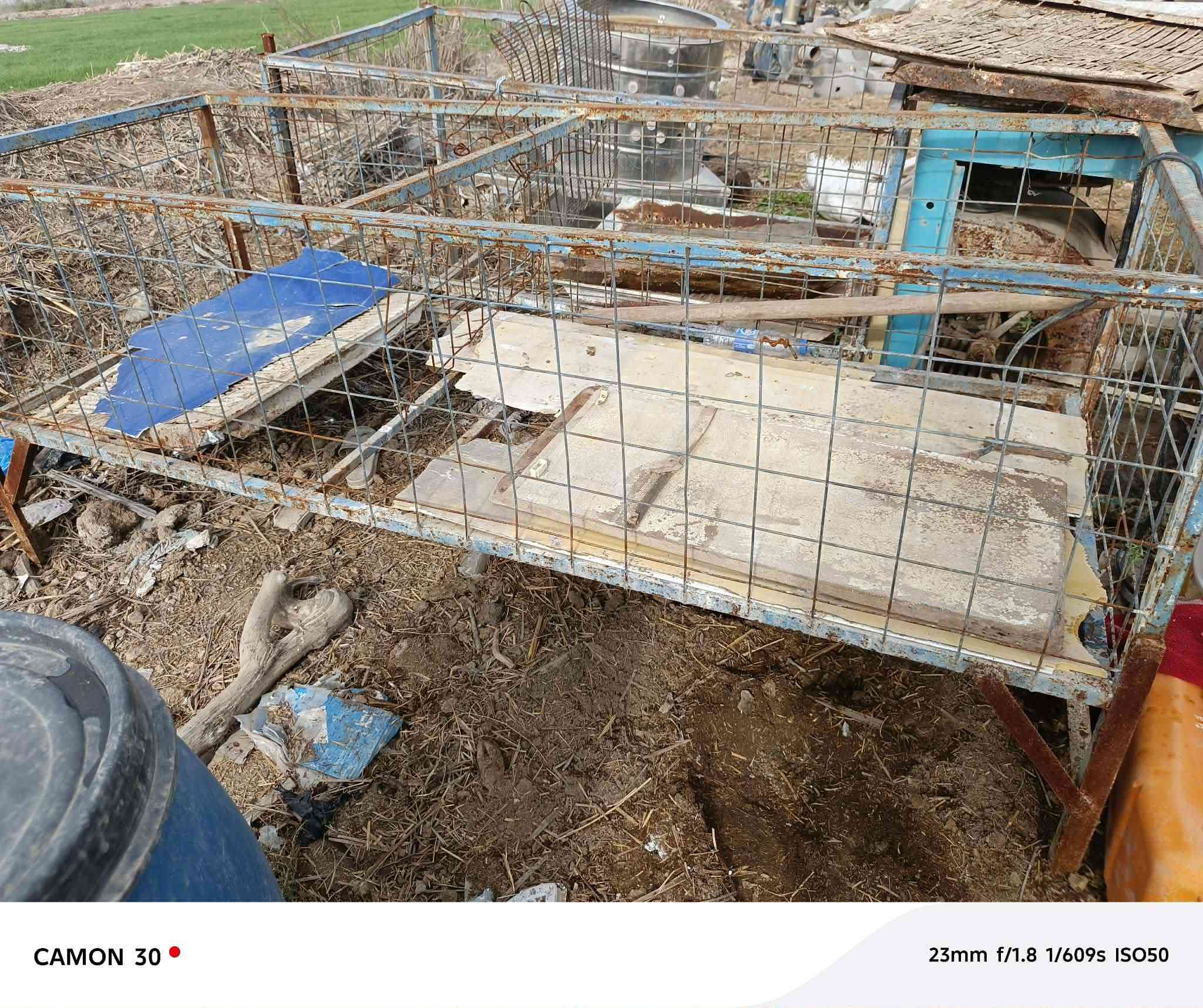 هلاسه دجاج درجه اوله
مع عدد اقفاص 2
للبيع 
رقم ***********
