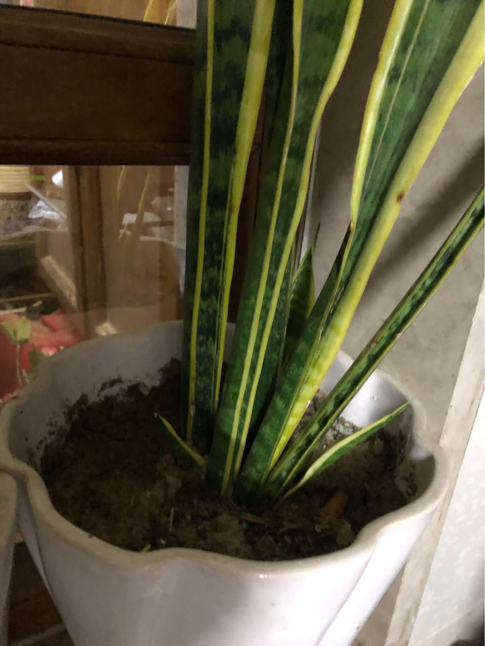 ٤ سنادين نباتات طبيعية (جلد النمر و بونساي و مطاط و شمدوريا)
سندان زيتون صناعي مترو نصف كلها ٨٠ الف قفل
العنوان اربيل روشنبيري أربيل, العراق


**إذا كنت صاحب هذا الإعلان وتريد حذفه لأي سبب، رجاءا أرسل رسالة إلى الدعم الفني**