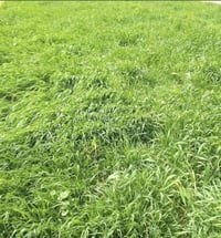 ١٠ دونم • مزروعة حنطه • سند ٢٥