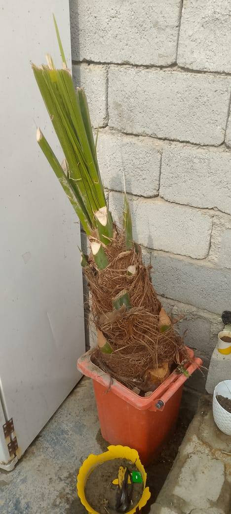 فسلان  نوع بريم للبيع الواحد ب 50الف
عندي أيضا جاونات مال تمر للبيع الواحد

ب 40بدون يدة 

***********
