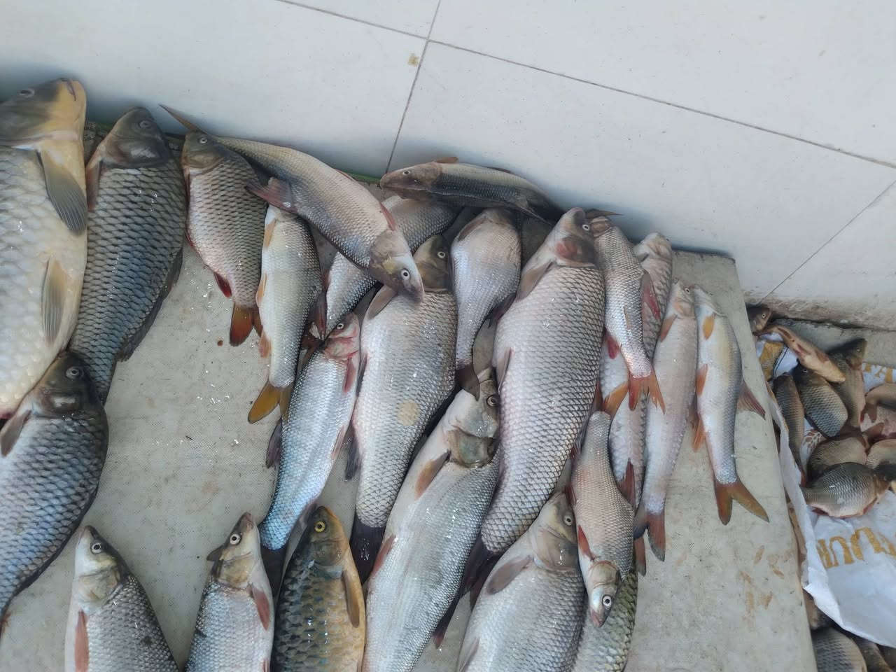 سمك كاريبي بحيرات ب٥ونص
كاريبي وسط ب٥ ناعم ب٣
كطان حر ب٦ 
***********
