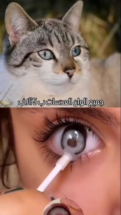 جميع الوان العدسات ب 5 آلاف #كوزمتك_سنفورة #مالي_خلق_احط_هاشتاقات #ملابس_نسائيه #الشعب_الصيني_ماله_حل😂😂 #مكياج_عروس


**إذا كنت صاحب هذا الإعلان وتريد حذفه لأي سبب، رجاءا أرسل رسالة إلى الدعم الفني**