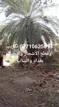 قطع الأشجار والنخيل بغداد واتساب كادر معترف 07710625094