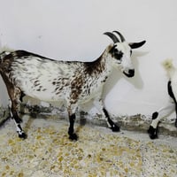 زوج نثايه • خط اول • واسط