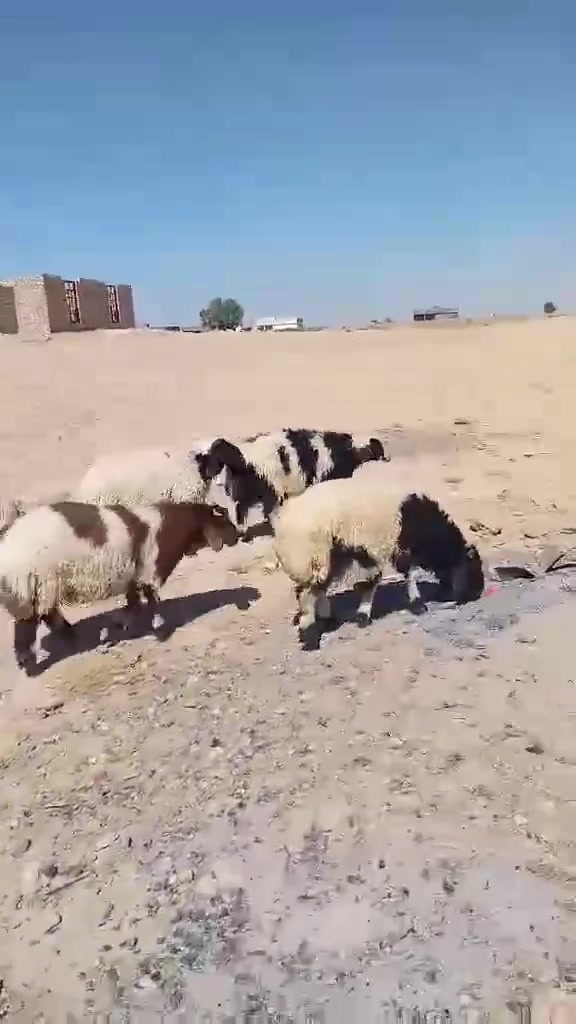 متاح 4 طليان وفطيمه يرهمن كلشي ربط وكصب خشنات وسمان ربايط بيت اليريدهن يجي خاص او يتصل عل رقم *********** مكانهن هيت ناحيه الفرات
