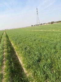 عقد زراعي • ٩دونم • قريه ام العبيد