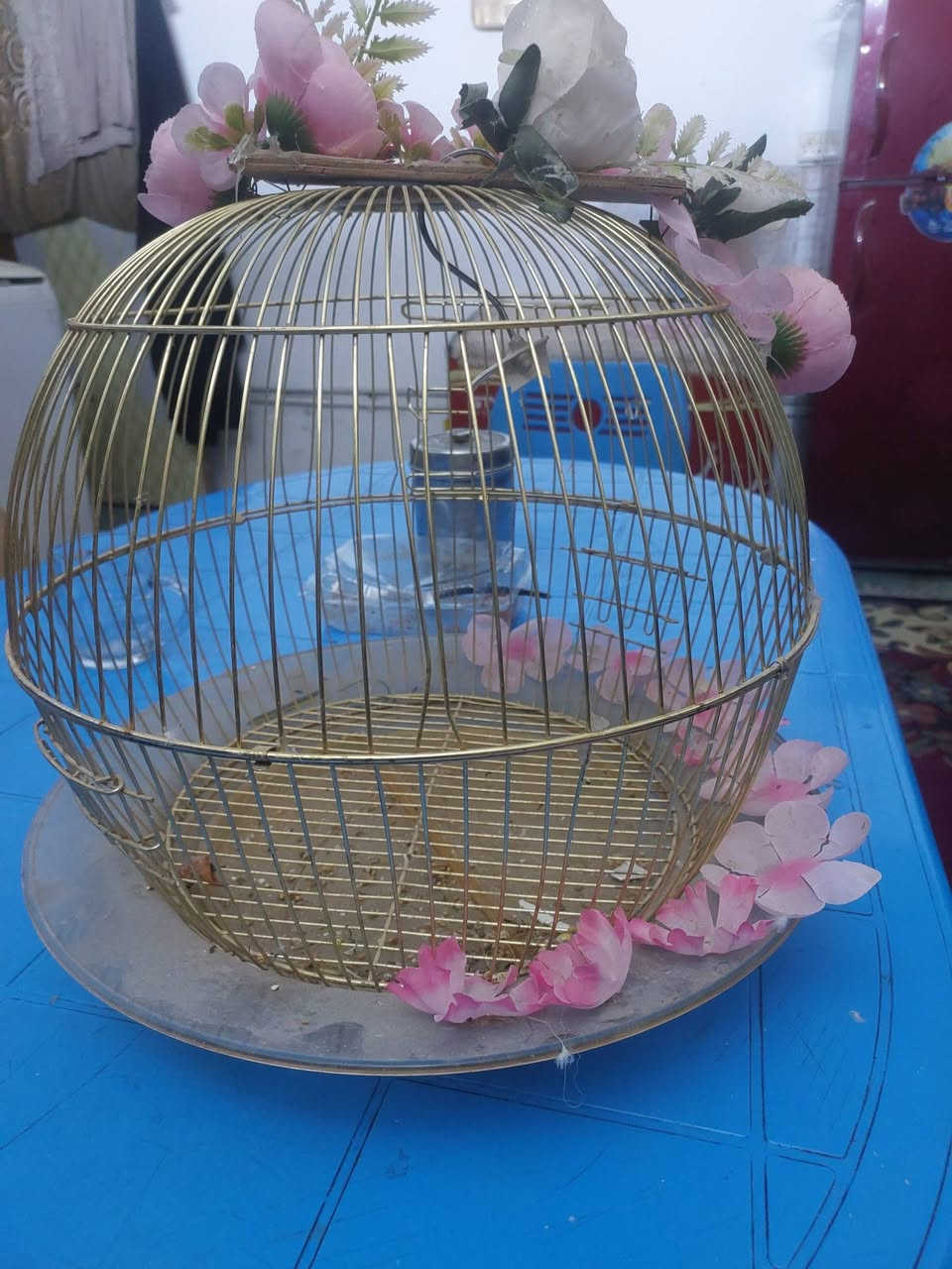 السلام عليكم 
قفص للبيع السعر ٧ الف 
*********** شهداء البياع
