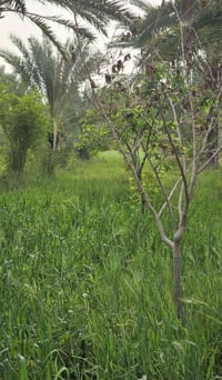 نص دونم • كصيل • للبيع