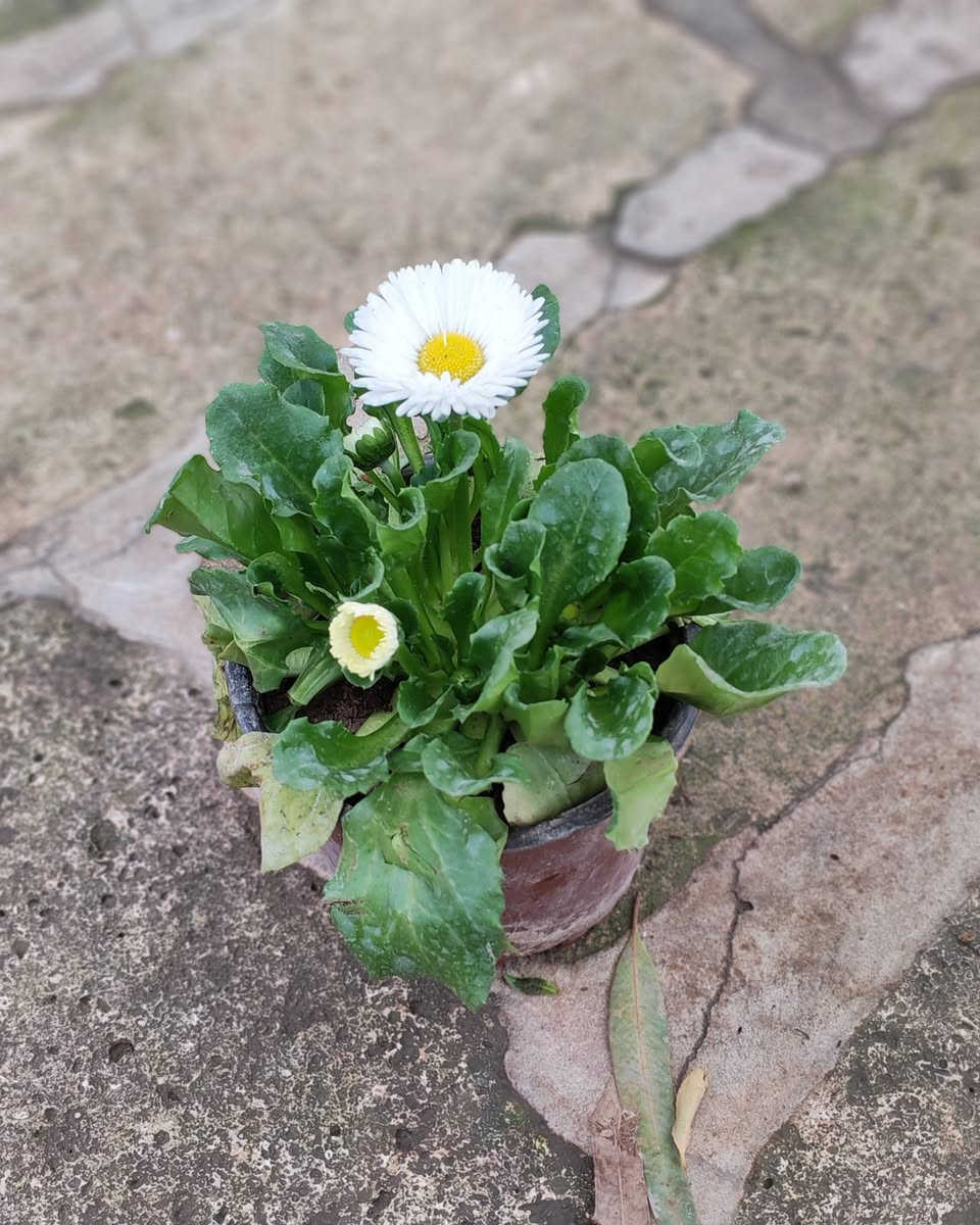 جمال الطبيعة في متناول يدك! نباتات خارجية تُزين حديقتك، ونباتات ظلية تضفي الحياة على منزلك. متوفرة الآن في صفحتي مع خدمة توصيل سريعة وموثوقة." 
اسعار التوصيل حسب المكان

موسميات القطعه ب1500


**إذا كنت صاحب هذا الإعلان وتريد حذفه لأي سبب، رجاءا أرسل رسالة إلى الدعم الفني**