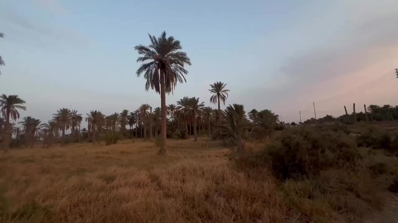 السلام عليكم
بستان لبيع بسديناويه قرب مدرسه المبدأ باقي تفاصيل خاص ***********
