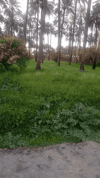 بسم الله الرحمن الرحيم 
توجد ارض مساحتها دونم جنس الارض ملك مناصفه يتوفر فيها جميع الخدمات ماء كهرباء تبليط تصلح سكن عنوان مدائن سلمان باك منطقه باوي للاستفسار الاتصال ع ***********
