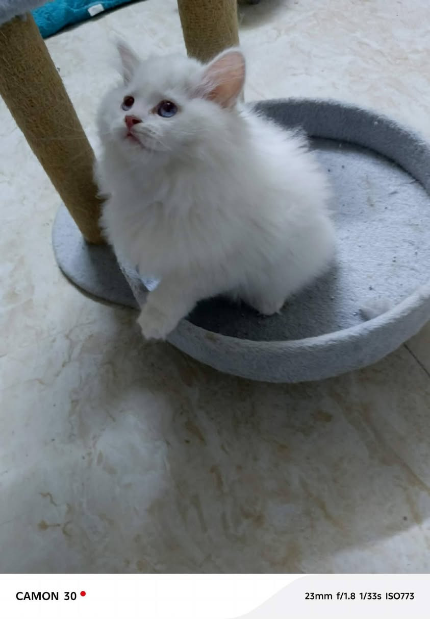 قطط 🐈 العمر شهرين جاهزين بيتهم الجديد


**إذا كنت صاحب هذا الإعلان وتريد حذفه لأي سبب، رجاءا أرسل رسالة إلى الدعم الفني**