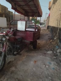 ستوته • نقص أوراق • بابل