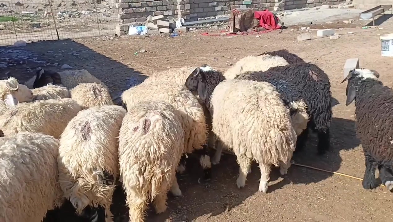 سلام عليكم البيع طليان  العدد 40 لحم فول ترهم ربط ماتبشم مكان بيجي ‏‪***********‬‏
