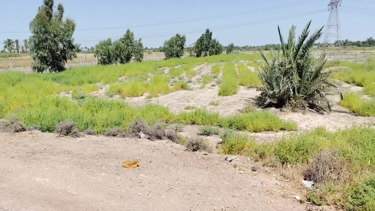 صباح الخير على الجميع
متوفر دونم ونص طابو زراعي سند 25 تحويل مباشر بسم

 المشتري موقع الارض خلف جامعة بابل يبعد عن طريق حله 

نجف 3 كيلو تصلح مزرعه وتصلح سكن وتصلح استثمار 

للستفسار اكثر اتصال ***********

@إشارة #الجميع
