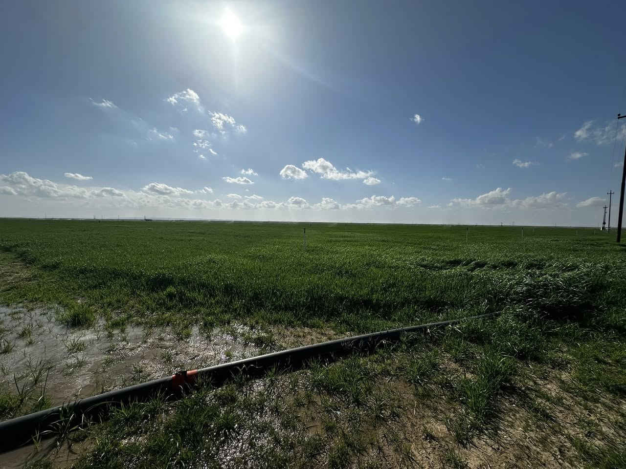 السلام عليكم يوجد كاع قطعتين كل قطعه ٣٢ دونم المجموع ٦٤ دونم إستثمار برية الاكرح مطشوشات كامله من حب وكيماوي وطلوع الحنطة ما شاء اللّٰه غطاسات عدد٢ محولة عدد٢ مرشات كامله ومسجلات بالخطة الزراعيه البيع نقد والمظبوط يرهم ع الموسم صاحب الأرض أحمد المخلف للاستفسار ***********
