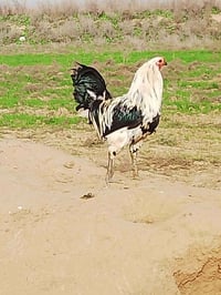 ديج • عربي • صحي