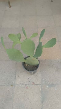 صبار عراقي • مجذر سنة • كمية كبيرة
