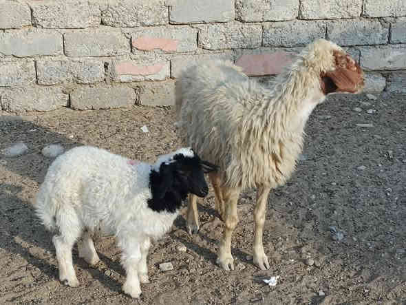 يوجد مطفل فول وراه طلي شرط نصاحه مال جنيه فول سعر 400الف المكان بيجي حي العصري رقم الهاتف ‏‪***********‬‏
