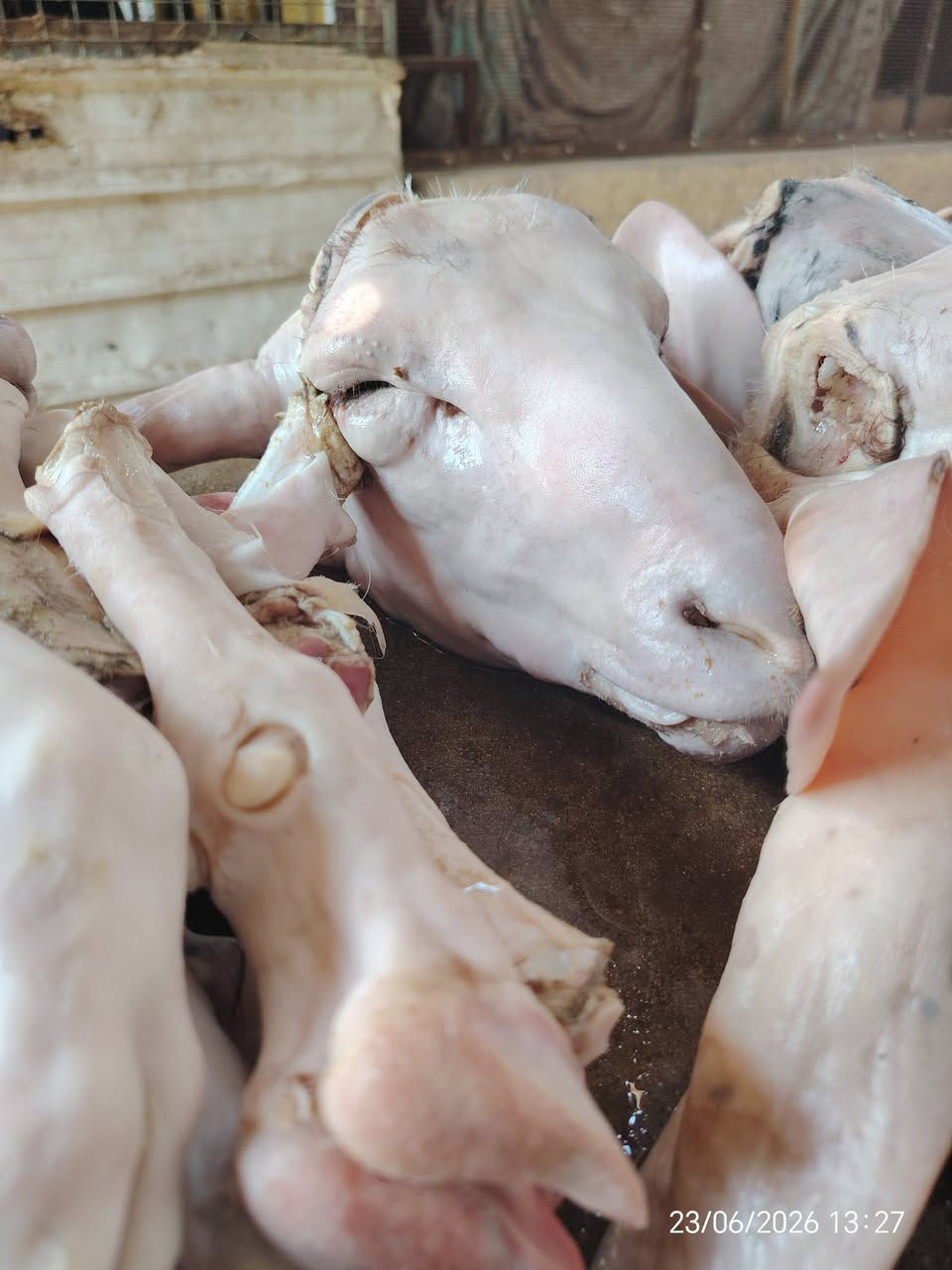 يوجد لدينا باجة 🐑🐏 غنم 👇
فراسم 🦬 عجل 👇
🌲 العنوان بغداد حي العامل سوق الشعبية🌲


**إذا كنت صاحب هذا الإعلان وتريد حذفه لأي سبب، رجاءا أرسل رسالة إلى الدعم الفني**