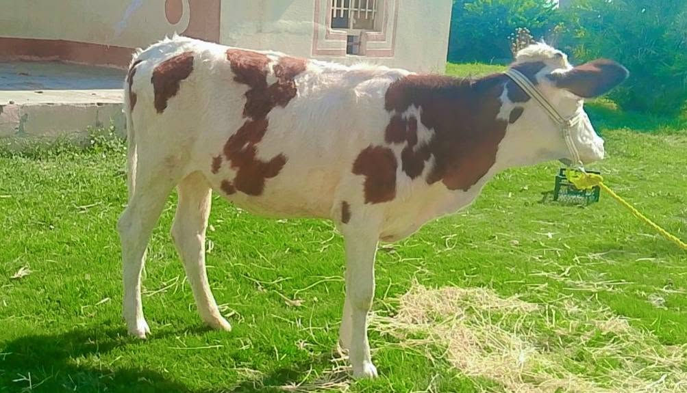 بسم الله ماشاء الله
بچر سمتال اصلية  جنس الحليب
 درجى اولى مال جنيه 
السعر مليون ونص وبيها مجال
شرط اچل وشرب ونصاحة 

المكان  صلاح  الدين الشرقاط الخظرانيه
*********** اتصال + واتساب
‏‪***********‬‏ اتصال
