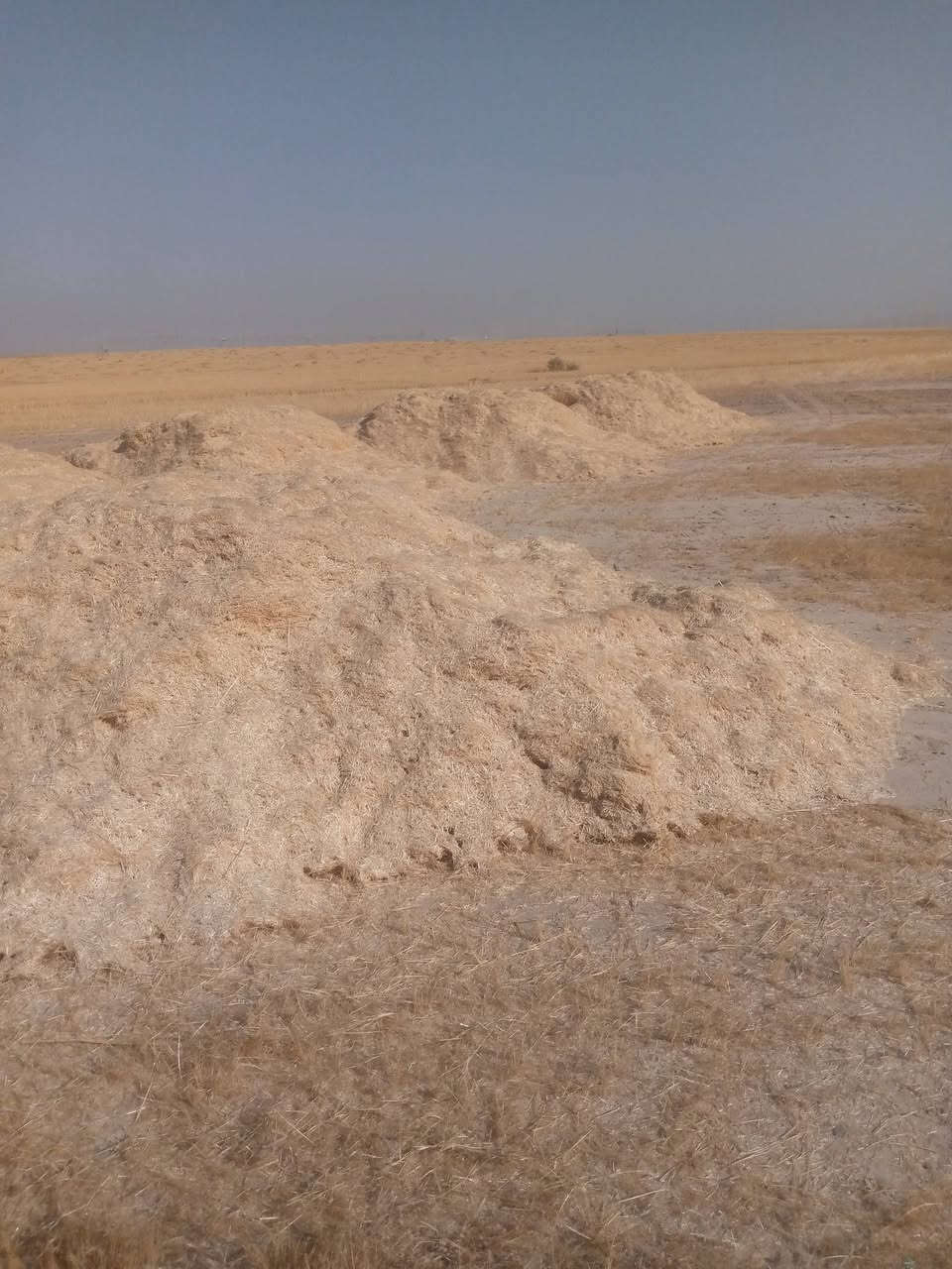 السلام عليكم ورحمه الله وبركاته يوجد تبن للبيع مال السنه سعر العربانه ٥٠الف رقم الموبايل ***********
